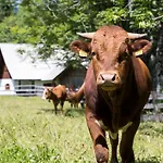 Srednja Vas Feriehus *